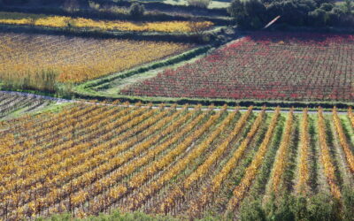 Le Pouget, 7 octobre – Animation technique gratuite à destination des viticulteurs